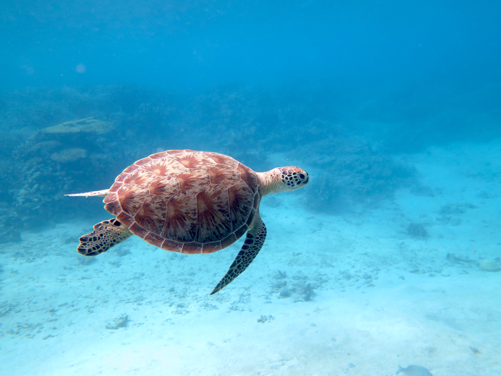 Annonces d'hôtels à vendre à Mayotte